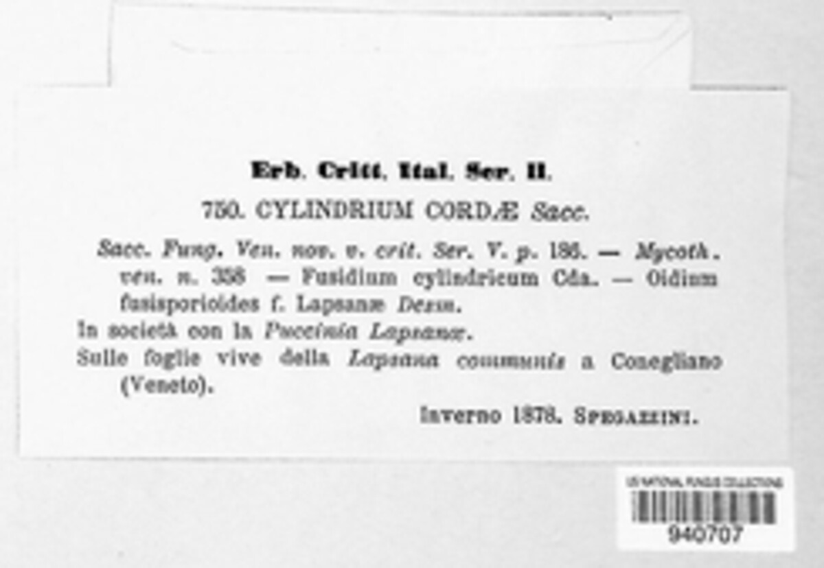 Cylindrium cordae image